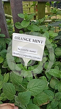 Ã°Å¸Â¦â¹leaf orange mintÃ°Å¸Â¦â¹